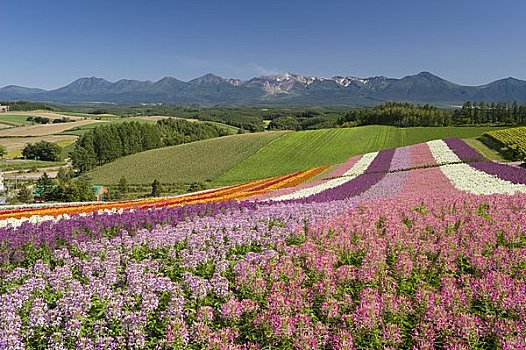 彩色,花坛,山,美瑛町,北海道,日本