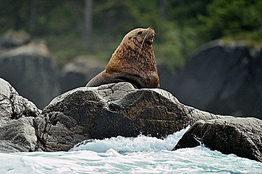 海狮,北海狮,希望,岛屿,温哥华岛,不列颠哥伦比亚省,加拿大