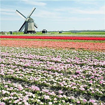 风车,郁金香,地点,靠近,荷兰