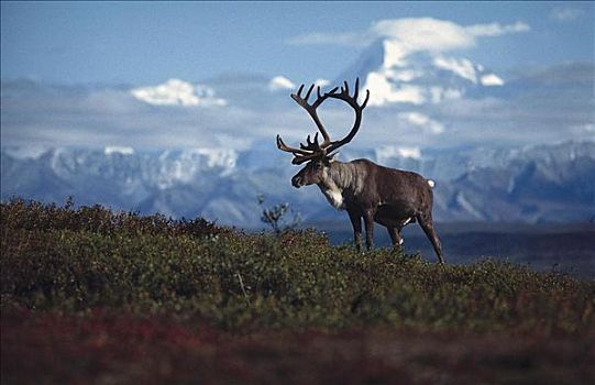 哺乳动物,美洲,驯鹿,北美驯鹿,驯鹿属,鹿,正面,山,攀升,德纳里峰国家公园,阿拉斯加,美国,北美,动物