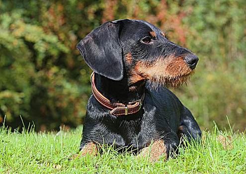 达克斯猎狗,黑色,红棕色,19个月,头像,卧,草地,北莱茵威斯特伐利亚,德国,欧洲