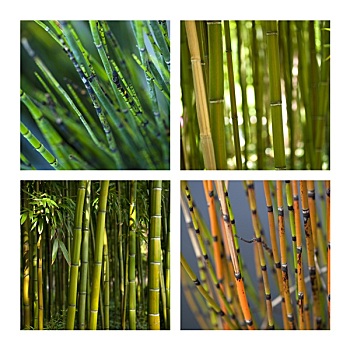 竹子,植物