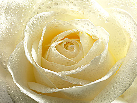 白色蔷薇,粉色,露珠