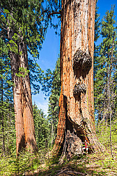 巨杉,小树林,优胜美地国家公园,加利福尼亚,美国