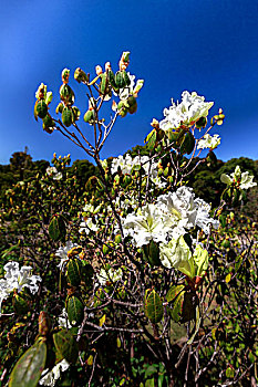 泰国清迈山茵它侬山茵他侬山茵它农山国王塔王后塔