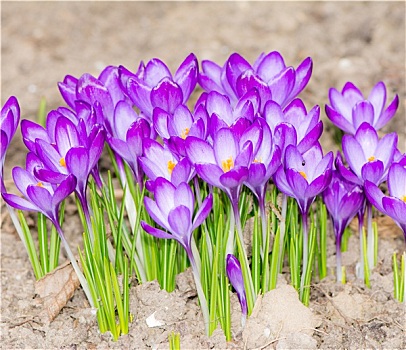 紫色,藏红花,花