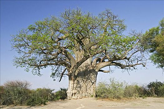 猴面包树,禁猎区,纳米比亚,非洲