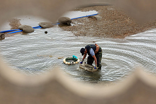 山东省日照市,踏进齐腰深的水里,渔民在入海口淘蛤蜊苗