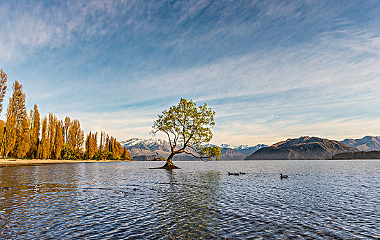 孤树,站在水中,瓦纳卡,树,瓦纳卡湖,湾,奥塔哥,南部地区,新西兰,大洋洲