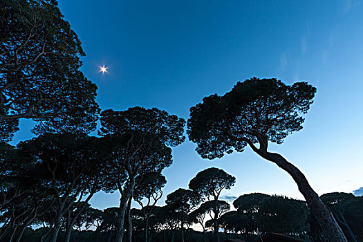 意大利,日落,背景,松树