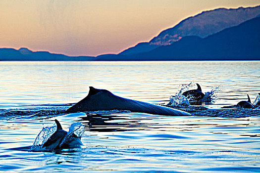 太平洋,白色,海豚,约翰斯顿海峡,北方,温哥华岛,不列颠哥伦比亚省,加拿大