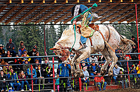 马鞍,骑乘,高飞,背影,野马,牛仔竞技表演,竞争,乡村,艾伯塔省,加拿大