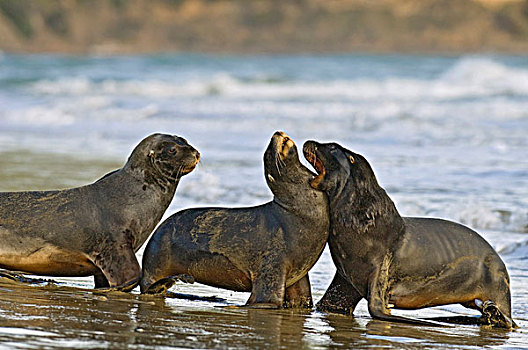 海狮,三个,争斗,海滩,卡特林斯,南岛,新西兰