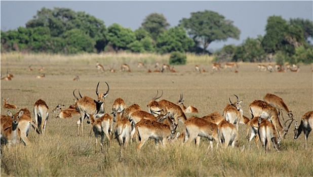 红色,羚羊,奥卡万戈三角洲,博茨瓦纳
