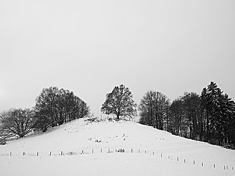 树,雪,遮盖,山