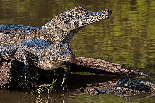 巴西,河,潘塔纳尔湿地,三个,宽吻鳄