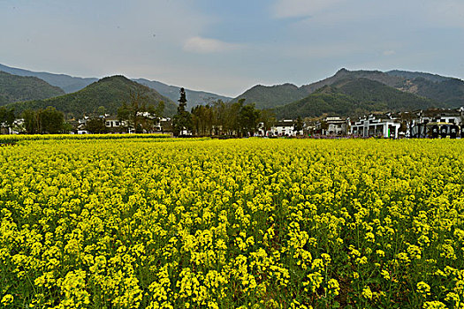 梦里花乡陶醉