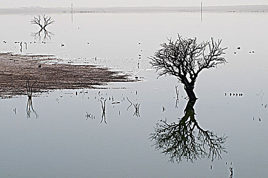 反射,枯木,水中,巴塔哥尼亚,阿根廷