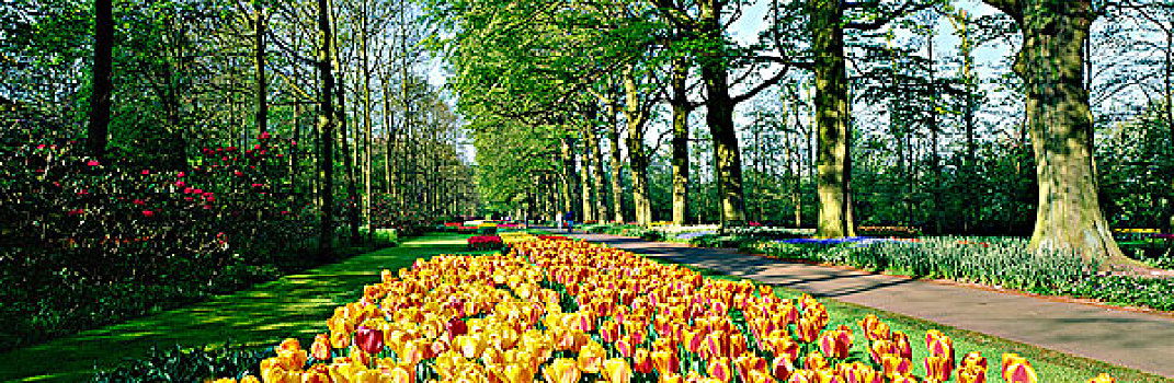 库肯霍夫公园,花园,荷兰