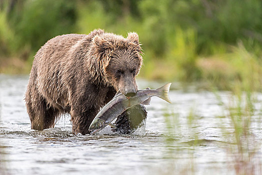 棕熊,捕获,三文鱼,布鲁克斯河,卡特麦国家公园,阿拉斯加,美国,北美