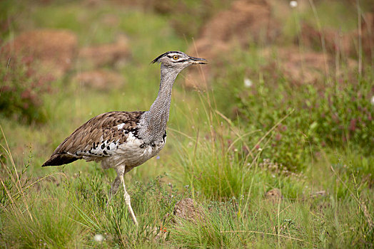 灰颈鹭鸨,青草,国家公园,禁猎区,南非,非洲