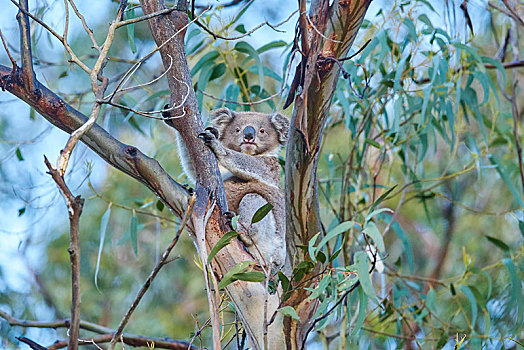 树袋熊,坐,桉树,奥特韦国家公园,维多利亚,澳大利亚,大洋洲