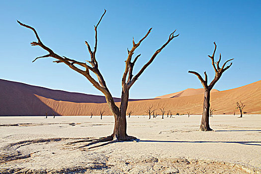 秃树,沙丘,蓝天,晴朗,沙漠