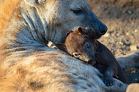 斑点土狼,成年,女性,向上,幼兽,雄性,嘴,克鲁格国家公园,南非,非洲