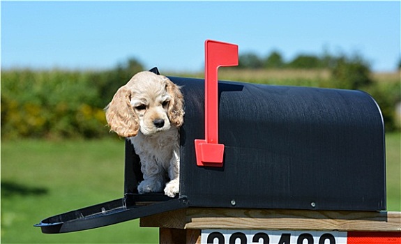 小狗,邮箱
