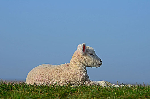 羊羔,家羊,绵羊,坐,堤岸,石荷州,德国,欧洲
