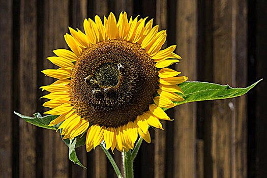 向日葵,蜜蜂,收集,花蜜,巴伐利亚,德国,欧洲