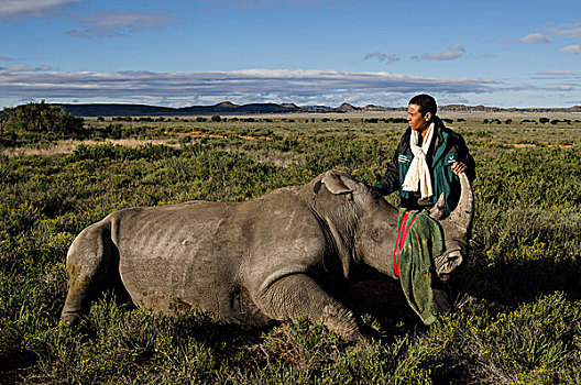 白犀牛,克鲁格国家公园,兽医,服务,自然保护区,南非