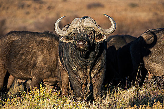水牛,非洲水牛,游戏,牧场,南非