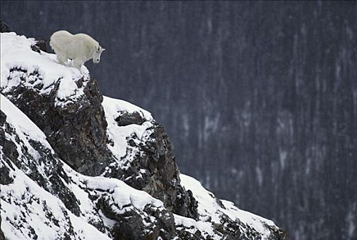 石山羊,雪羊,积雪,岩石,悬崖,落基山脉,北美