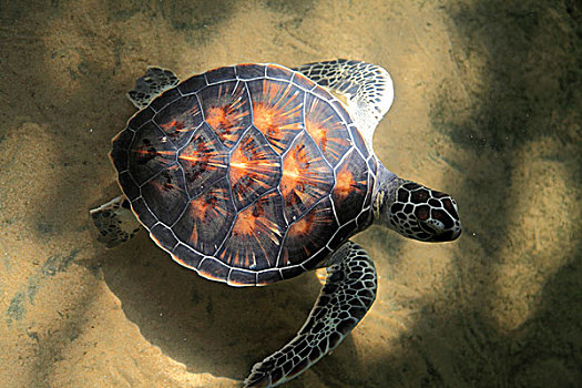 斯里兰卡,西海岸,龟