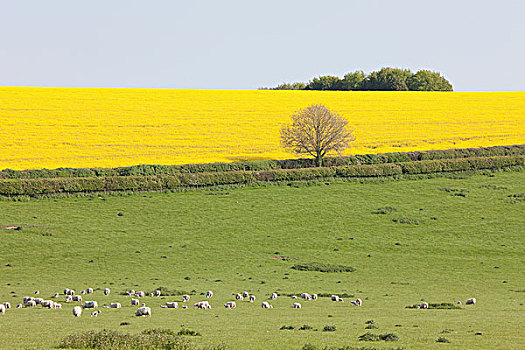 绵羊,地点,黄色,油菜籽,特色,英国,乡村,群山,西部,威尔特,英格兰