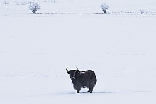 雪地牦牛