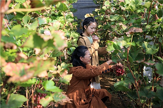 山东省日照市,初冬时节的新鲜水果,冰美人葡萄甜蜜来袭