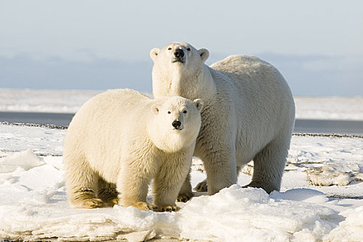 女性,北极熊,幼兽,冰冻,向上,区域,北极圈,国家野生动植物保护区,阿拉斯加