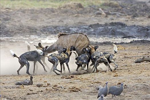非洲,非洲野犬属,猎捕,年轻,捻角羚,博茨瓦纳,乔贝国家公园,野生动物