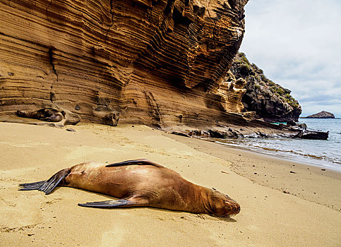 加拉帕戈斯,海狮,加拉帕戈斯海狮,躺着,海滩,圣克里斯托瓦尔,查塔姆,岛屿,厄瓜多尔,南美