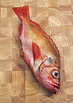 石斑鱼,鲜鱼