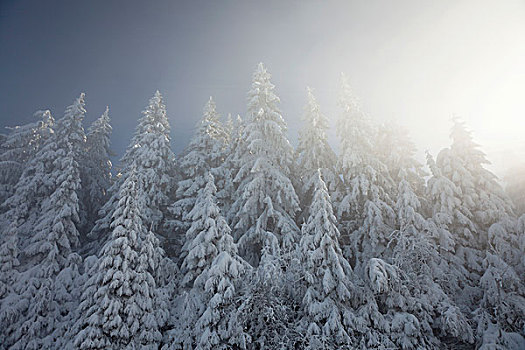 积雪,树,太阳,雾,北方,黑森林,巴登符腾堡,德国,欧洲