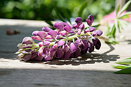 紫色,羽扇豆,木桌子,花园