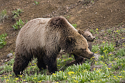 大灰熊,棕熊,女性,幼兽,黄石国家公园,怀俄明