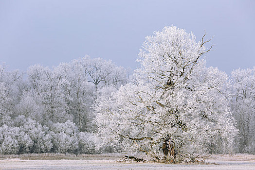 冬天,遮盖,白霜,中间,生物保护区,萨克森安哈尔特,德国,欧洲