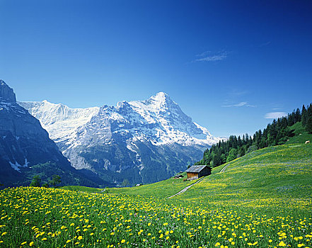 山,花,艾格尔峰,山峦