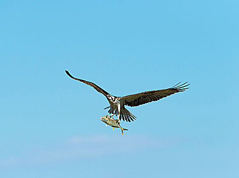 鱼鹰,飞行,鱼,大沼泽地国家公园,佛罗里达,美国