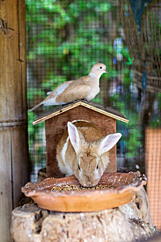兔子,房子,吃,鸽子,朋友