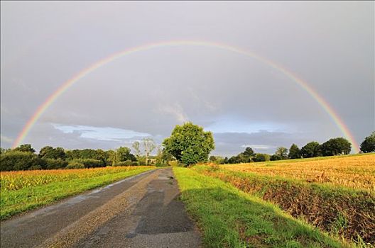 彩虹,靠近,树林,伊勒-维莱讷省,布列塔尼半岛,法国